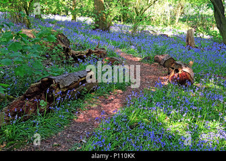 English Bluebell legno in primavera, Cheshire, Inghilterra, Regno Unito Foto Stock