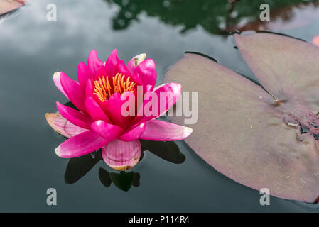 Viola giglio di acqua su stagno.Nymphaeaceae Foto Stock