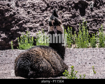 Carino llama urla mentre si riposa vicino a Rainbow Valley, il Deserto di Atacama, vicino a San Pedro de Atacama, Cile, Sud America Foto Stock