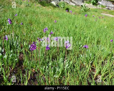 Rosa fiori viola della Primula deorum / Rila primrose sulla montagna Rila in Bulgaria Foto Stock