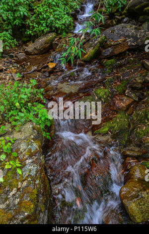 Una piccola cascata con flusso a deep forest in Khopra, Nepal. Foto Stock