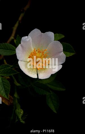 Rosa selvatica, bianco rosa (Rosa rugosa) in fiore contro scuro dello sfondo nero Foto Stock