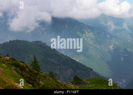 Albero solitario sulla montagna nebbioso Foto Stock