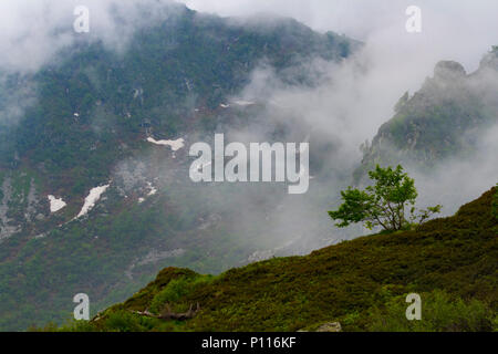 Albero solitario sulla montagna nebbioso Foto Stock