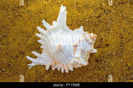 Shell sulla sabbia. Concetto di forme geometriche in natura. Foto Stock