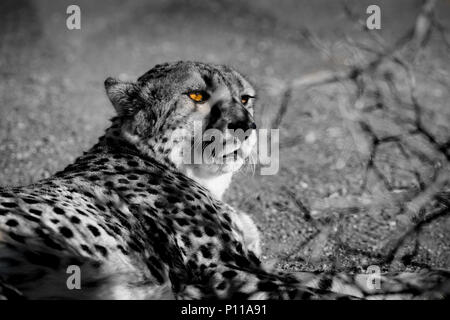 Cheetah in Namibia Foto Stock