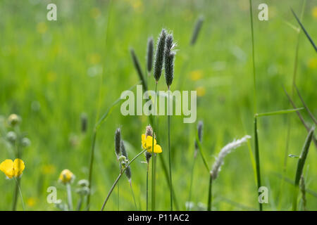 Maggio e Giugno sono quando il bluebells dare modo alla renoncules in un paese di lingua inglese prato. Il giallo è forte nella tarda primavera sun. Foto Stock