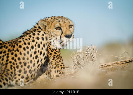 Cheetah in Namibia Foto Stock