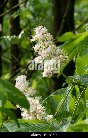 Ippocastani fiore nella campagna inglese durante la primavera e l'inizio dell'estate. Comune nei nostri parchi e giardini. Foto Stock