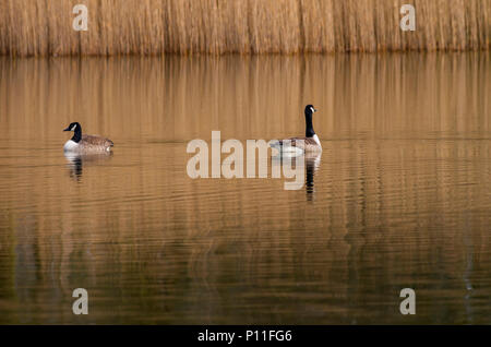 Oche del Canada su un lago dorato con ance Foto Stock