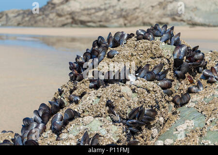 Cozze su roccia su Lusty Glaze beach Newquay Foto Stock