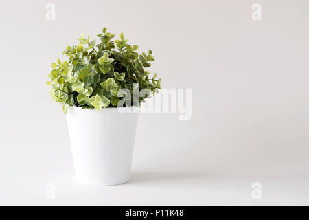 Piante verdi in vaso bianco isolata contro uno sfondo bianco Foto Stock