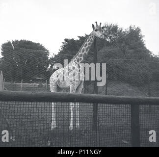 1950, foto storiche, una giraffa mette la testa oltre il recinto di filo nel suo involucro a Scottish National Zoological Park (Edinburgh Zoo), Edimburgo, Scozia, Regno Unito. Lo Zoo, aperto nel 1913, si trova sulle pendici di Corstorphine Hill e il parco zoologico è stato progettato per avere un più ampio ambiente rispetto a quella dell'menageries dell'epoca vittoriana, con grandi contenitori aperti e utilizzando i fossi e fossati per separare gli animali dai visitatori. Foto Stock