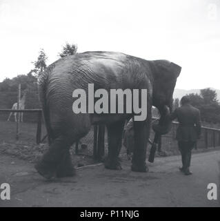 1950, foto storiche di un elefante essendo guidata dal suo detentore lungo un percorso a Scottish National Zoological Park (Edinburgh Zoo), Edimburgo, Scozia, Regno Unito. Lo Zoo, aperto nel 1913, si trova sulle pendici di Corstorphine Hill e il parco zoologico è stato progettato per avere un più ampio ambiente rispetto a quella dell'menageries dell'epoca vittoriana, che ha coinvolto molti degli animali essendo alloggiati in gabbie di acciaio. Foto Stock