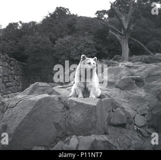 1950, foto storiche di un orso polare a Scottish National Zoological Park (Edinburgh Zoo), Edimburgo, Scozia, Regno Unito. La terra di lo zoo si trova sulle pendici di Corstorphine Hill e qui possiamo vedere un orso polare seduto da solo nel suo recinto roccioso. Foto Stock