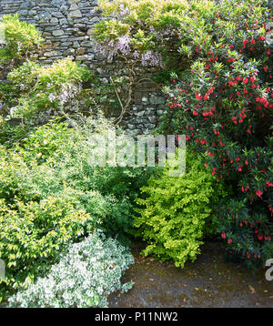 Il Glicine e altri arbusti crescendo contro un riparato giardino parete, Cumbria, Parco Nazionale del Distretto dei Laghi UK, GB. Foto Stock