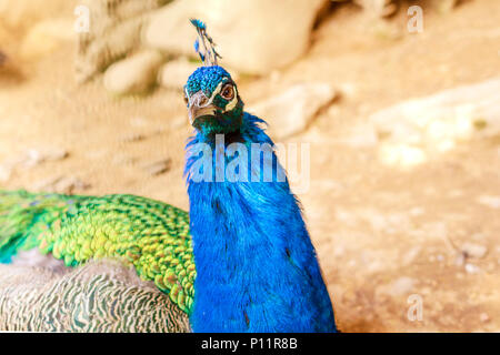 Blu pavone si siede in un luogo recintato e con interesse si guarda intorno. Close-up. Foto Stock