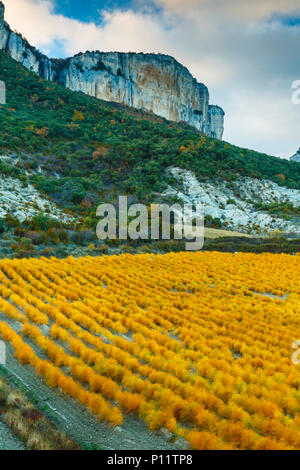 Impianto di asparagi e la gamma della montagna. Foto Stock