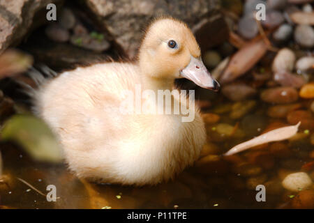Un ritratto di un anatroccolo a casa in un stagno. Foto Stock