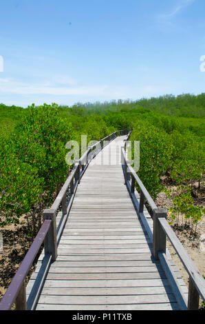 Percorso di legno nella foresta di mangrovie Foto Stock