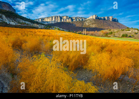 Impianto di asparagi e la gamma della montagna. Foto Stock