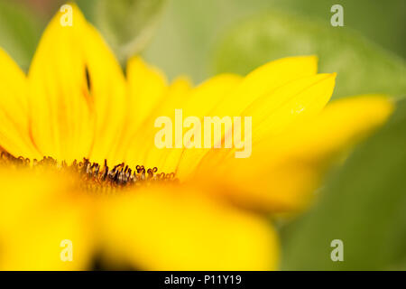 Una macro shot del centro di un girasole (Helianthus), da un punto di vista laterale. Foto Stock
