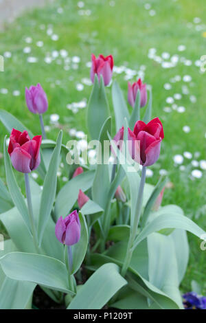 Tulipani fiori da giardino, molla UK. 19 aprile 2018. Regno Unito. Fiori da Giardino. I tulipani, giardino di fiori in primavera. Foto Stock