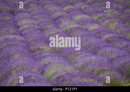 Campi di lavanda profumate / paesaggio Foto Stock