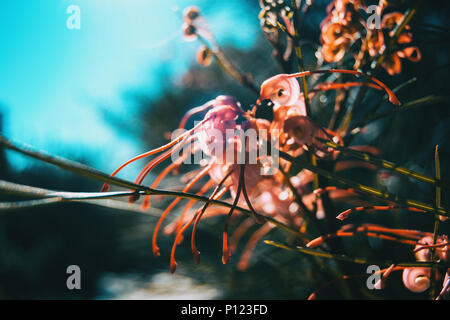Le rose fiori di grevillea in una giornata di sole Foto Stock