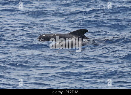 A breve alettato di Balene Pilota (Globicephala macrorhynchus) due adulti affiorando Isole Canarie, Oceano Atlantico possono Foto Stock