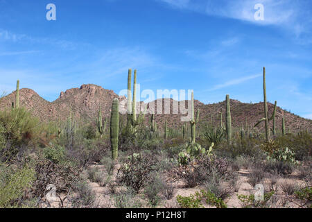 Il paesaggio del deserto riempito con cactus Saguaro, cespugli di creosoto, ficodindia cactus, ocotillo e più, sul deserto scoperta Sentiero Natura Saguaro Na Foto Stock