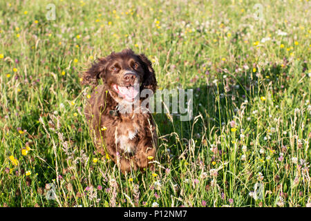 Un lavoro di cocker spaniel gode di una corsa in campi aperti Foto Stock