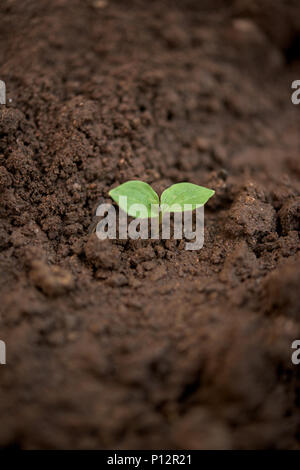 Una giovane pianta in un terreno sporco Foto Stock