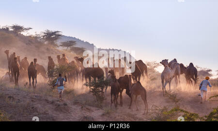 Cammelli sul modo di Pushkar Mela al tramonto, mercato di cammelli, Pushkar, Rajasthan, India Foto Stock