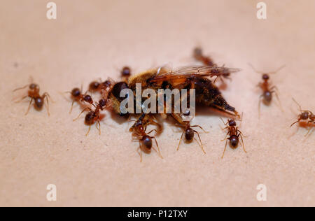 Le formiche portano bee ,strong ant. La sfocatura dello sfondo. Foto Stock