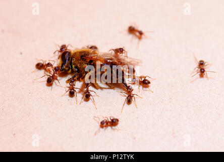 Le formiche portano bee ,strong ant. La sfocatura dello sfondo. Foto Stock