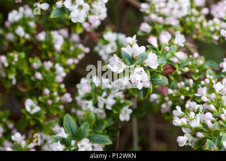 Escallonia 'Apple' fiore in fiore Foto Stock