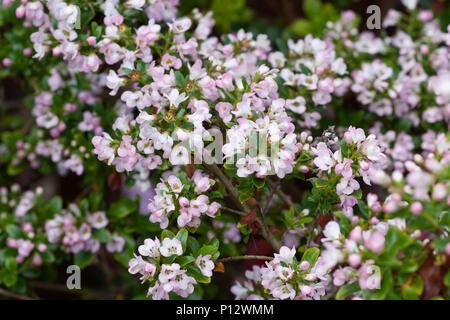Escallonia 'Apple' fiore in fiore Foto Stock