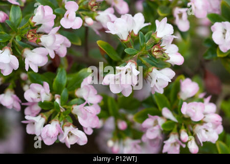 Escallonia 'Apple' fiore in fiore Foto Stock