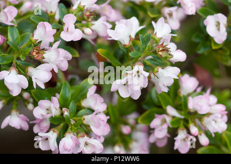 Escallonia 'Apple' fiore in fiore Foto Stock