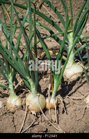 Cipolline in campo Foto Stock