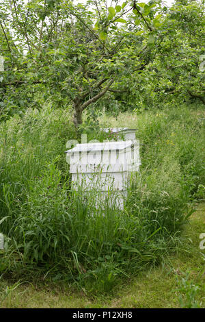 Alveari in un prato a Daylesford azienda agricola biologica. Foto Stock