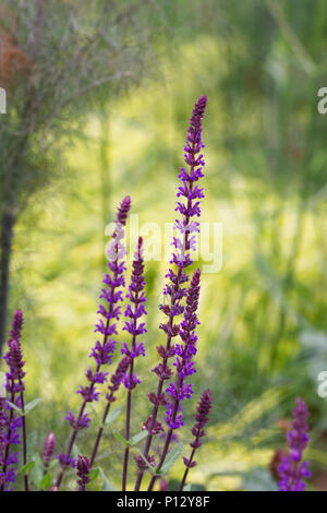 La Salvia nemerosa 'Caradonna' che crescono in un giardino inglese. Foto Stock