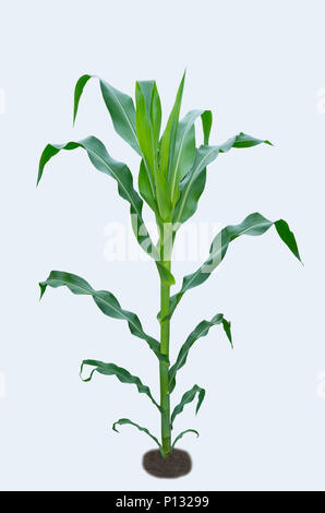 Pianta di mais isolato. Granturco isolato su bianco. Foto Stock