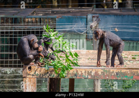 Tre scimpanzé sulla parte superiore del tetto di mangiare le foglie dal ramo di albero, Sierra Leone, Africa Foto Stock