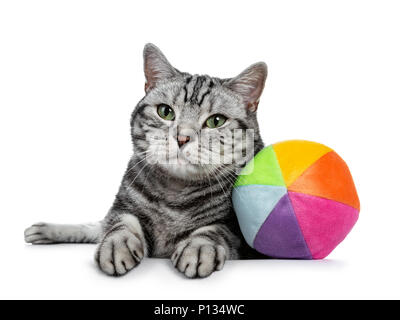 Bello il nero tabby British Shorthair gatto con gli occhi verdi che stabilisce con colorati giocattolo sfera dal materiale sorft guardando la lente isolato su bianco Foto Stock