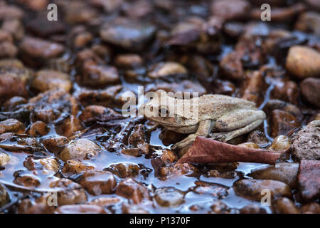 Northern cricket frog Acris crepitans siede tra le rocce umide di uno stagno in Naples, Florida Foto Stock