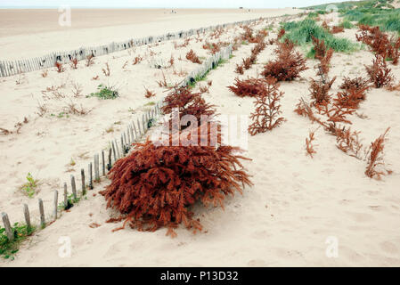 Riciclare gli alberi di Natale piantati nella parte anteriore delle dune di sabbia per aiutare a intrappolare soffiata dal vento sabbia e aumentare la stabilità delle dune Foto Stock