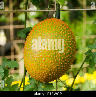 A sud-est di Asia frutta, comunemente conosciuto come GAC, Baby Jackruit, spinoso gourd Amaro, dolce Grourd o zucca Cochinchin. Davvero deliziosa e prope medicinali Foto Stock