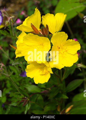 Fiori gialli della red spuntato enagra, Oenothera fruticosa 'fuochi d'artificio' Foto Stock